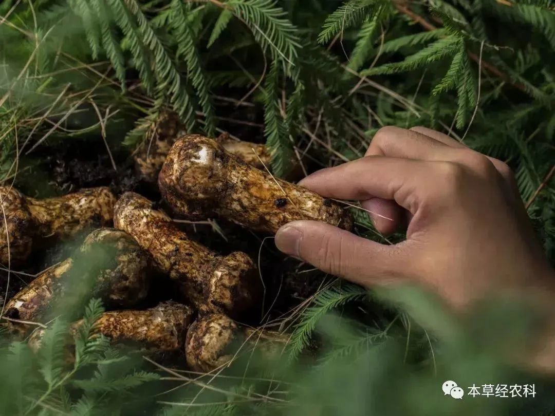 Exploring the Risks and Preventive Measures of Ecological Matsutake Planting